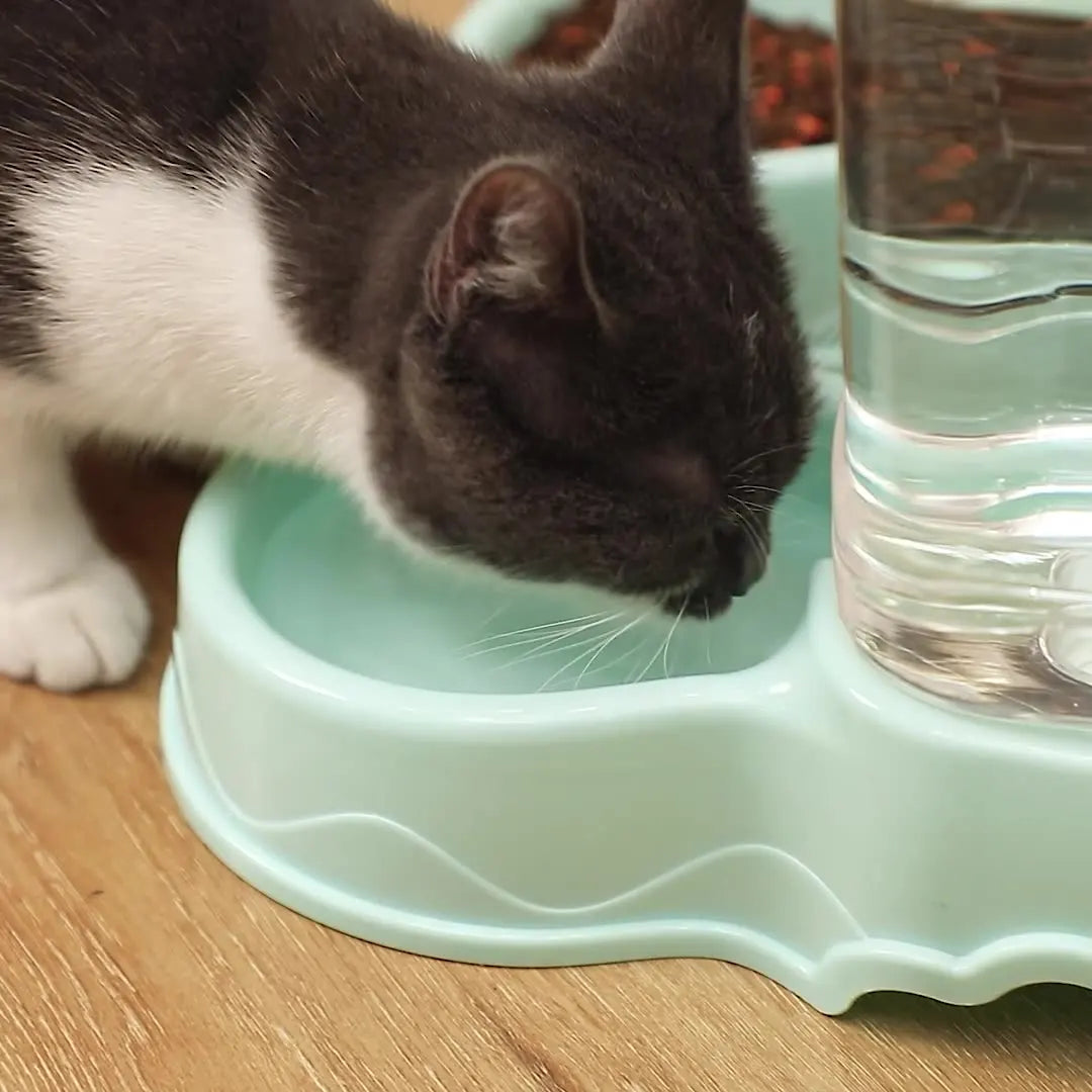 Cat Pet Automatic Feeder